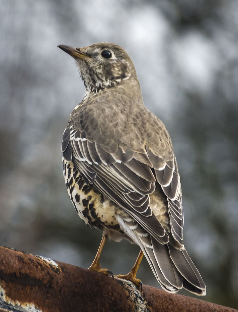 bird, songbird, thrush, feather, wild, nature, garden, animal wildlife HD wallpaper
