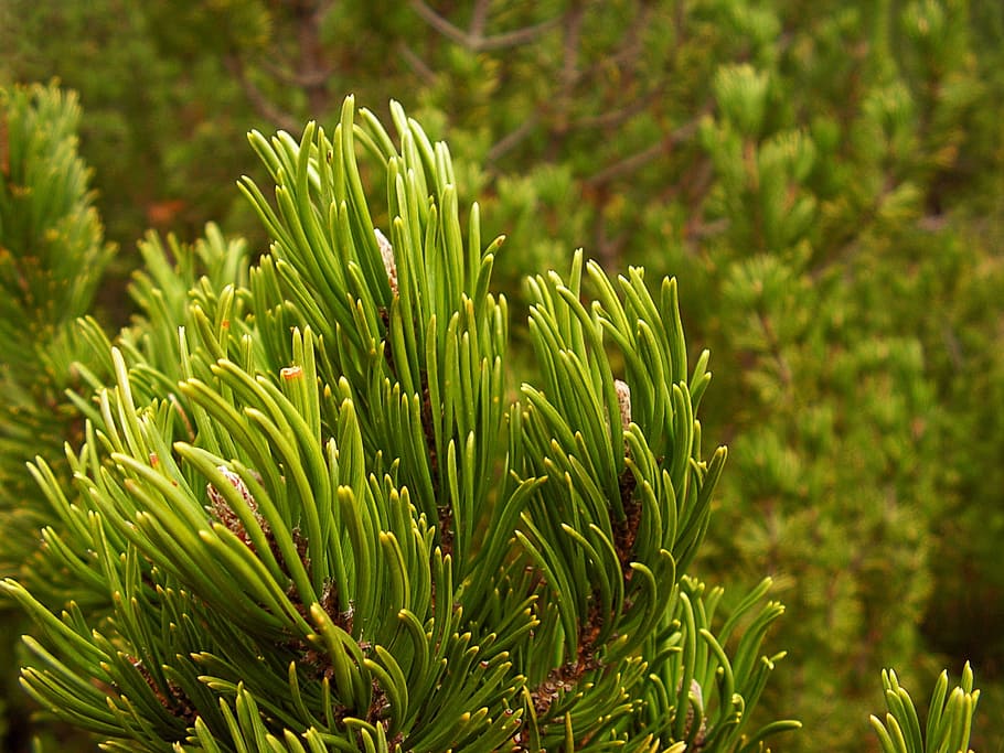 Needles, Branch, Tree, Pine, Green, green color, nature, plant HD wallpaper