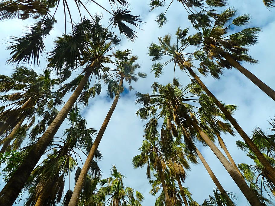 palms, trees, sky, forest, plant, low angle view, palm tree HD wallpaper