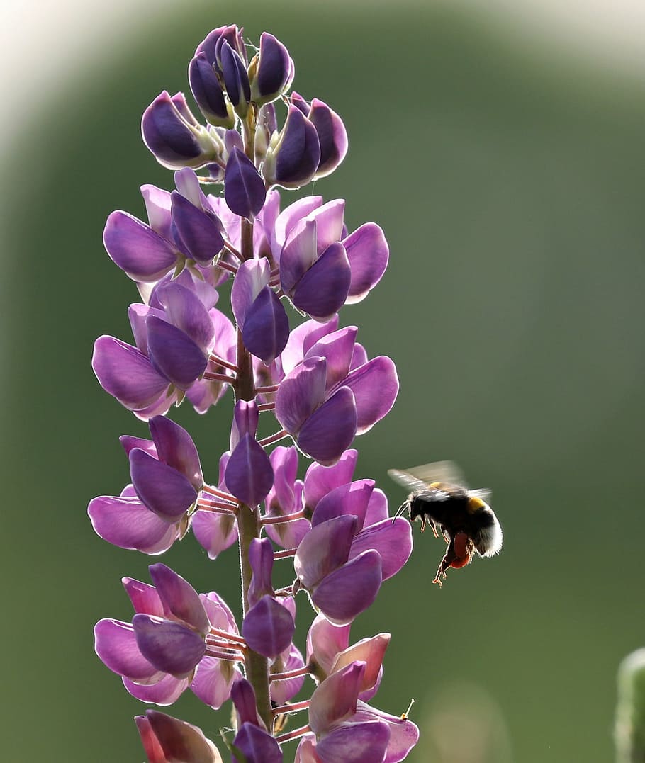 lupine, lupinus polyphyllus, bee, flower, insect, spring, nature HD wallpaper
