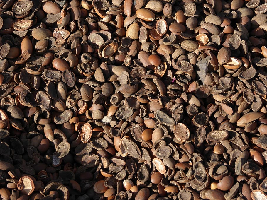 peanut lot, argan oil, nutshells, argan nuts, morocco, bioargan HD wallpaper