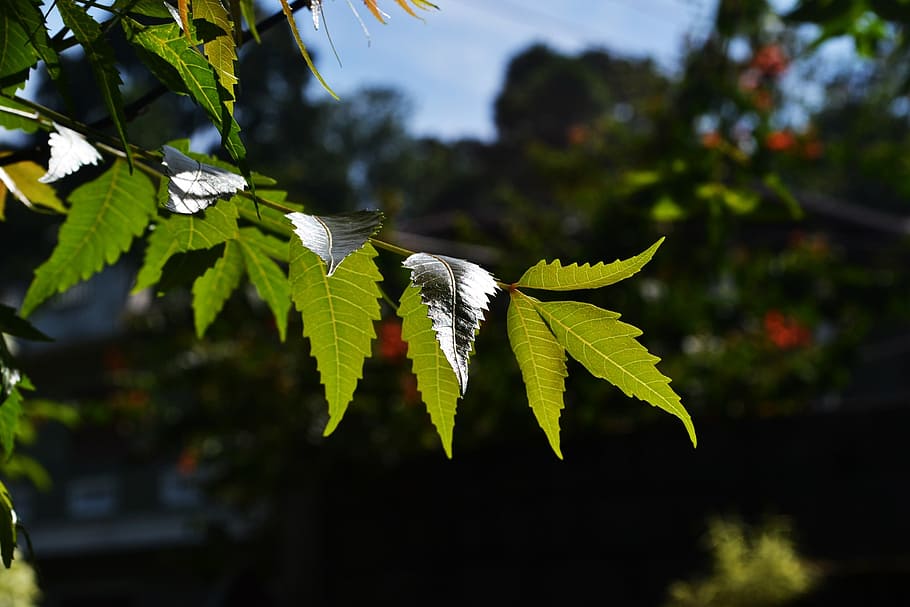 kohomba leafs, herbal leafs, nature, plant, sunlight, bright, HD wallpaper