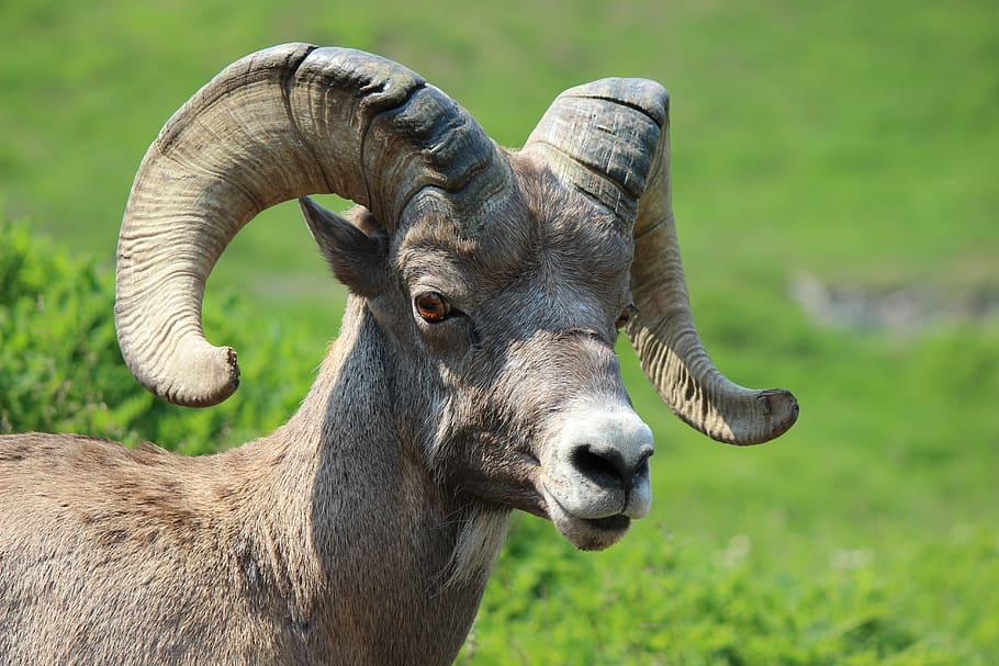 brown ram standing on grass field, big horn sheep, animal, mammal