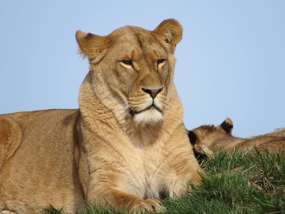 lion, animals, predator, zoo, mammal, nature, lioness, lion - feline HD wallpaper