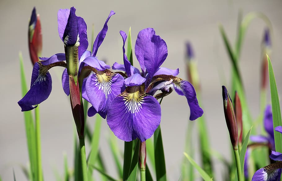 shallow focus photography of purple flowers, iris, garden, flora HD wallpaper