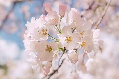selective focus photography of white petaled flowers, selective focus photography of white cherry blossom flowers HD wallpaper