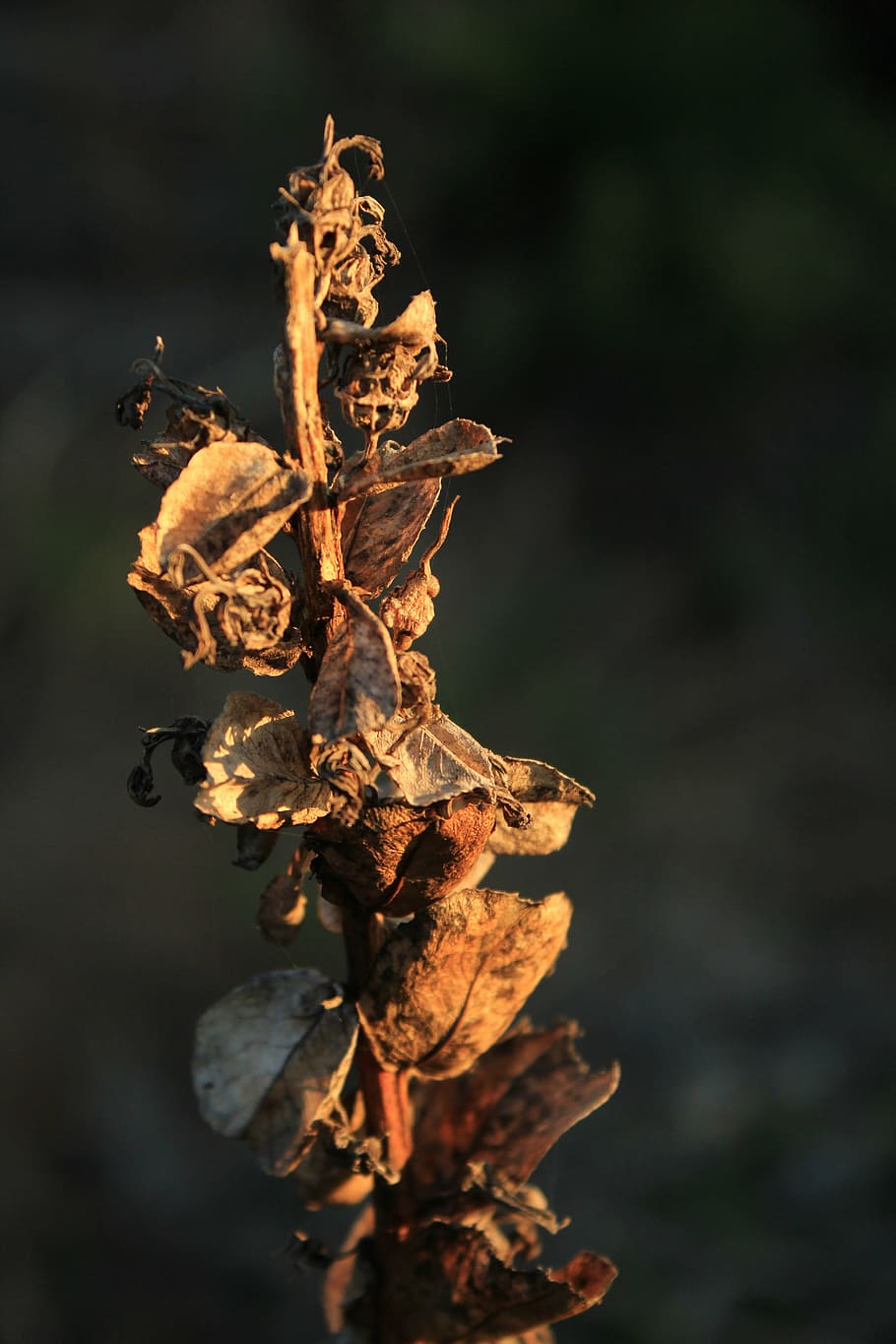 texture, flower, dry, nature, plant, background, color, autumn HD wallpaper
