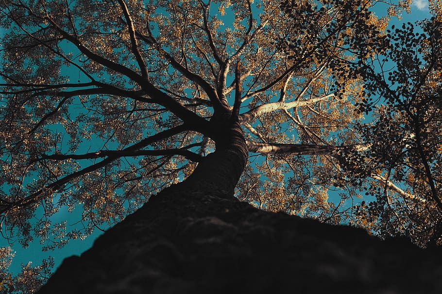 forest, tree, nature, view, sky, tourism, plant, branch, low angle view HD wallpaper