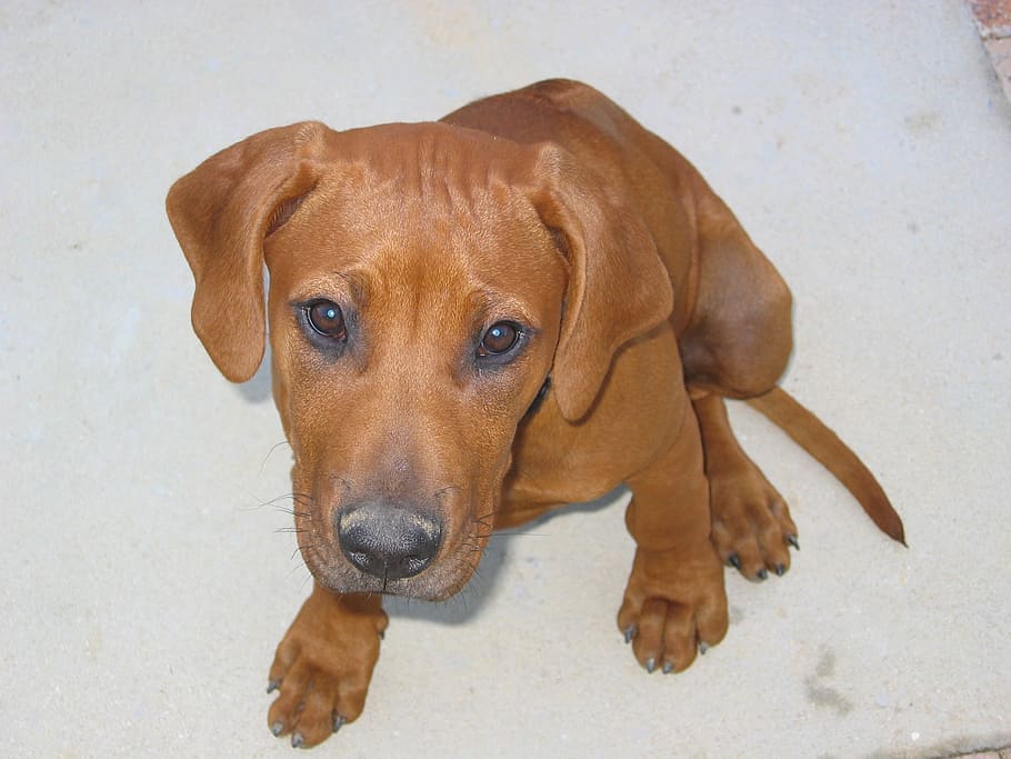dog, pets, ridgeback, canine, one animal, domestic, mammal HD wallpaper