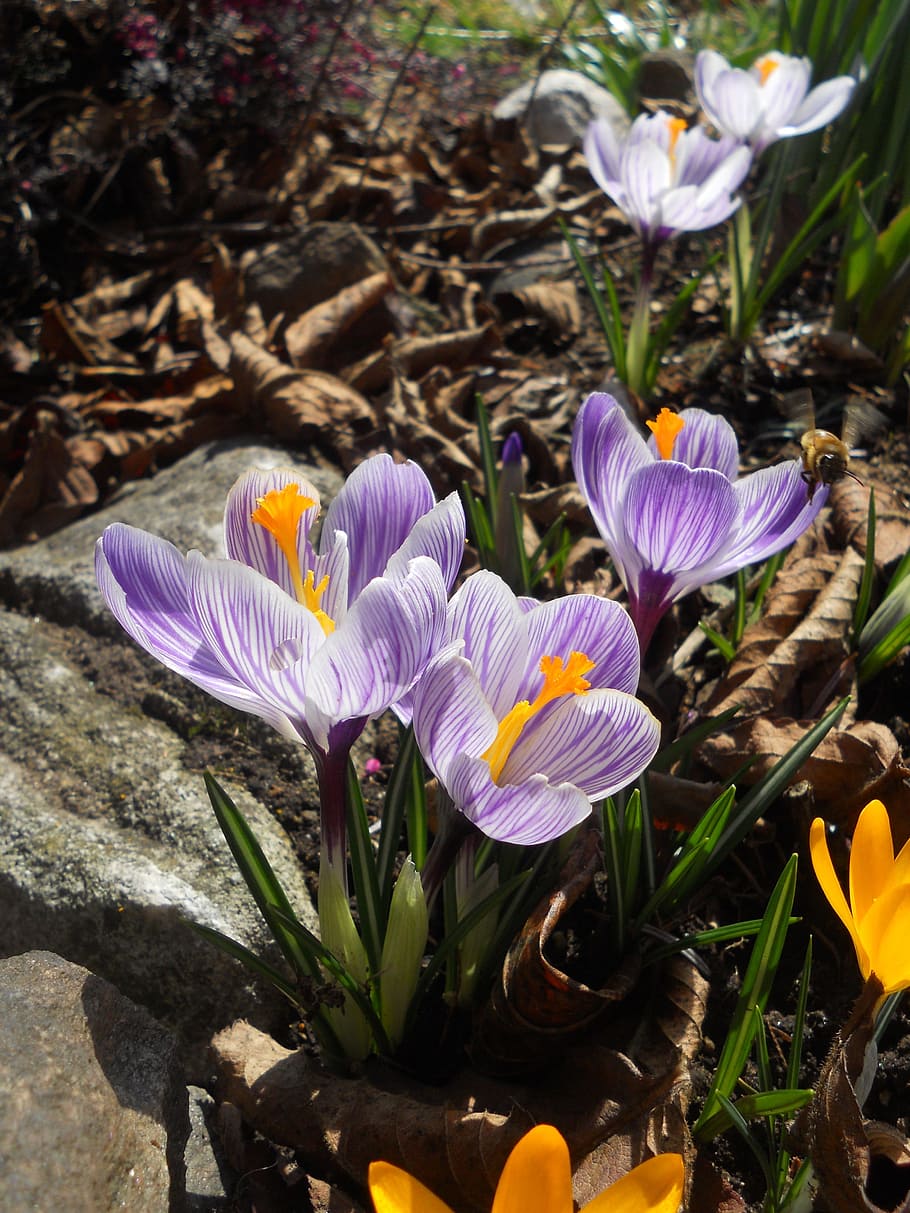 Crocus, Spring, Flower, Nature, Plant, garden, purple, petal HD wallpaper