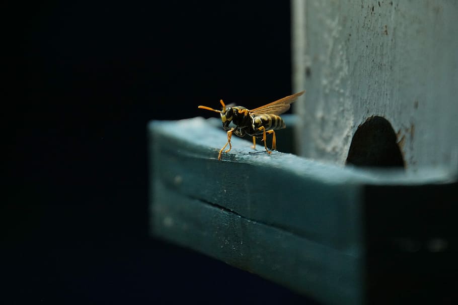 macro photography of honey bee, wasp, field wasp, insect, house feldwespe HD wallpaper
