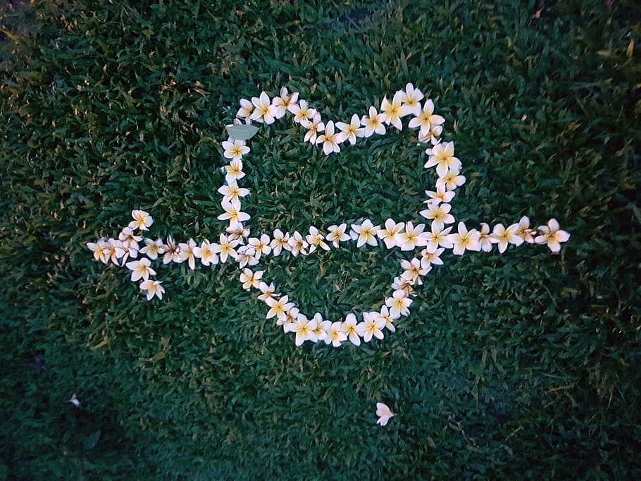 love, proposal, flowers, romantic, happy, marriage, surprise HD wallpaper