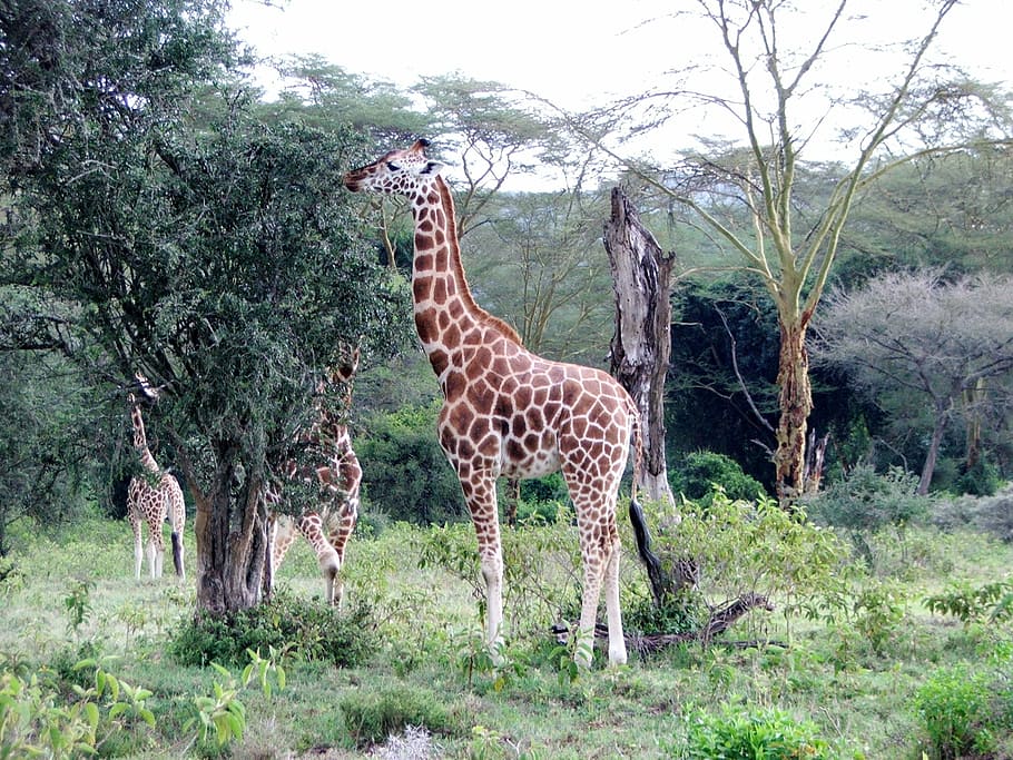 giraffe, kenya, tall, africa, wild, nature, mammal, safari, HD wallpaper