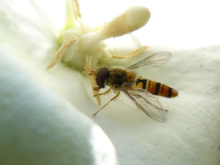 Wasp, Blossom, Bloom, Close, Insect, Bee, collect nectar, macro HD wallpaper