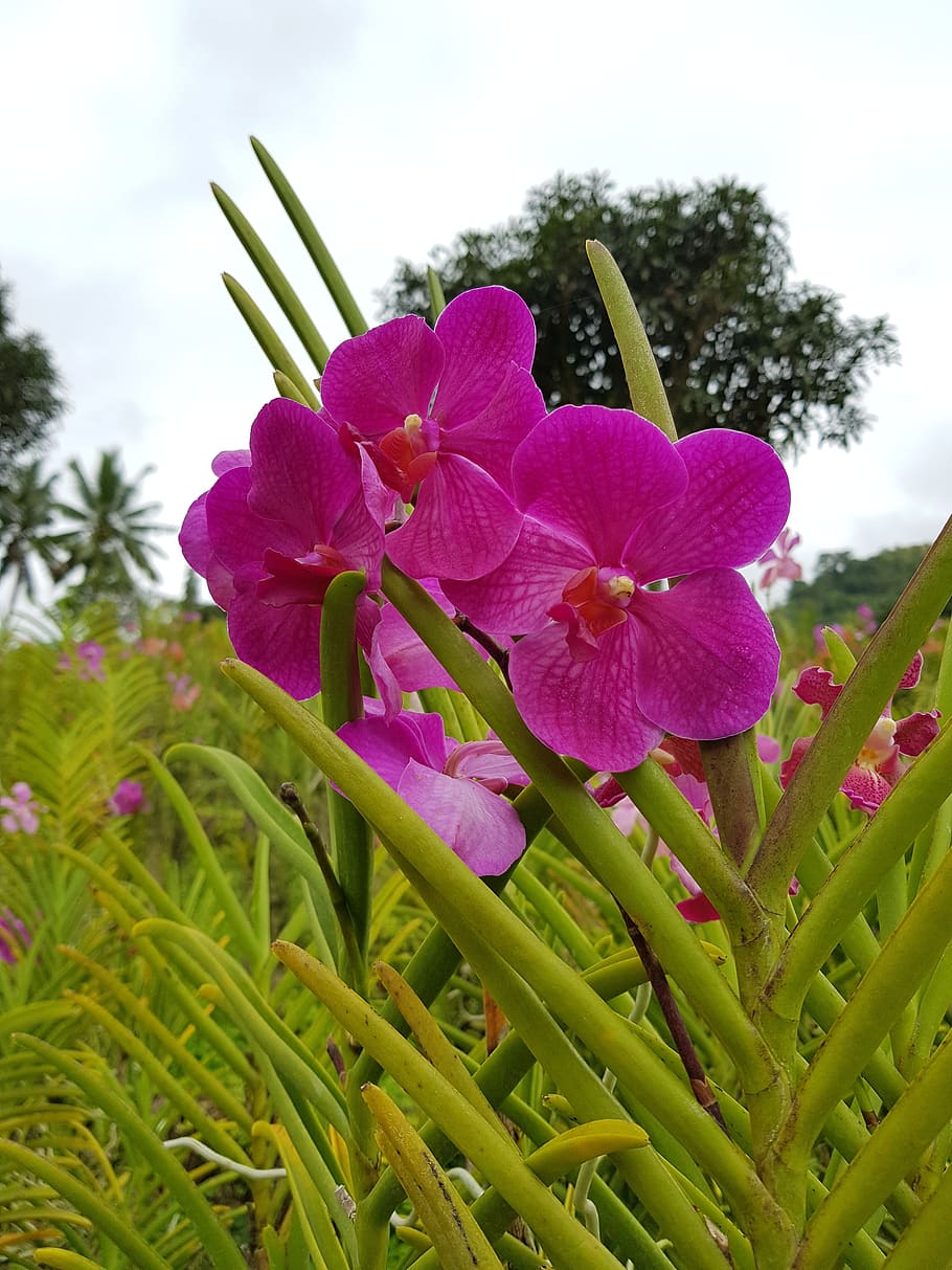 gardens, flowers, orchids, plant, flowering plant, freshness HD wallpaper