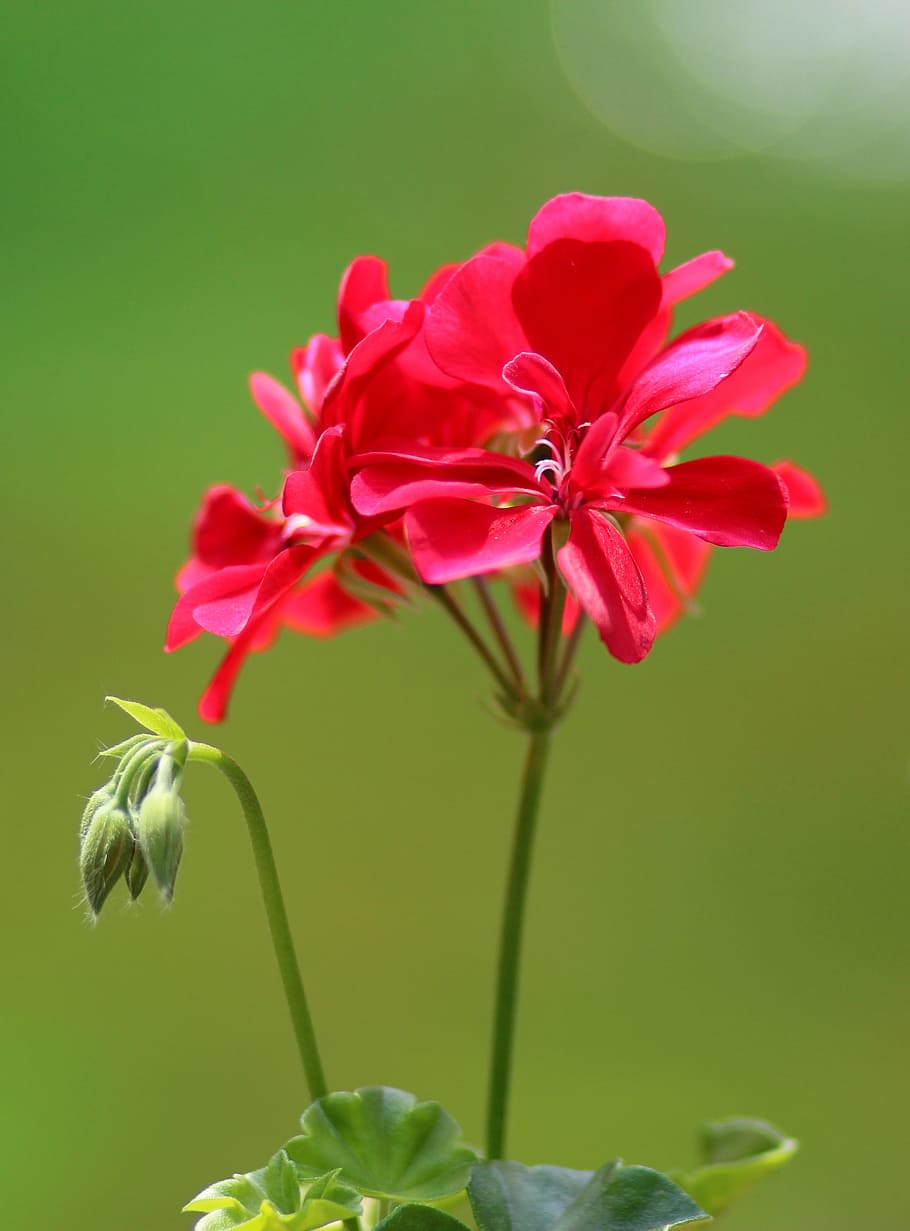 geranium, flower, red, plant, flowering plant, beauty in nature HD wallpaper