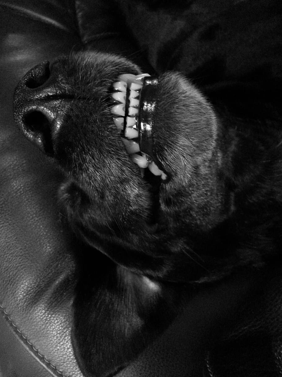 Dog, Teeth, Pet, black, grinning, sleeping, purebred, lab, funny HD wallpaper