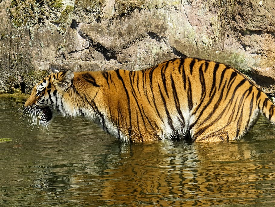 tiger, predator, cat, dangerous, zoo, angry, water, lurking, HD wallpaper