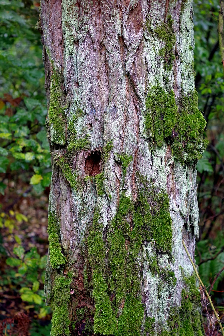 tree, old, lichens, moss, trunk, the bark, forest, próchniejący stock HD wallpaper