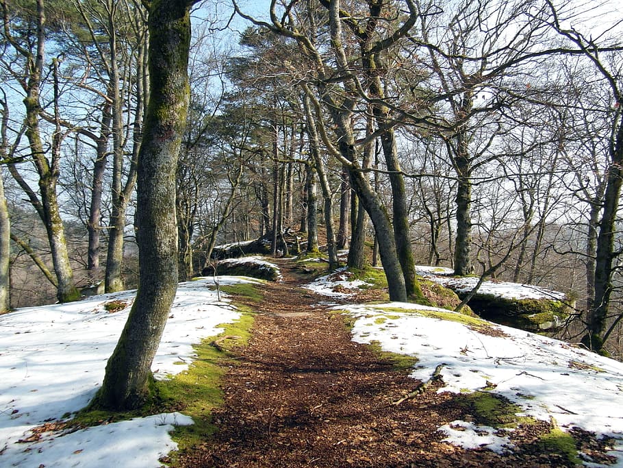 photography of green trees during daytime, trail, winter, march HD wallpaper