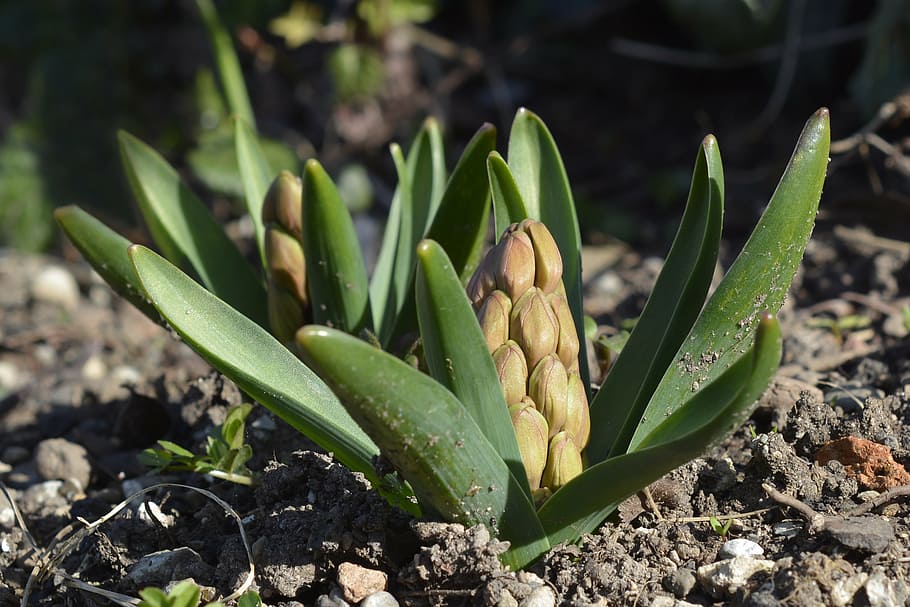 hyacinth, bud, spring, flower, plant, garden, asparagus plant HD wallpaper