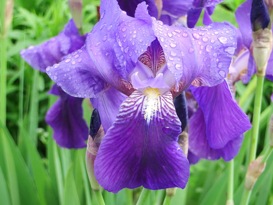 iris, iris bearded, flower, blue, purple, garden, iridaceae HD wallpaper