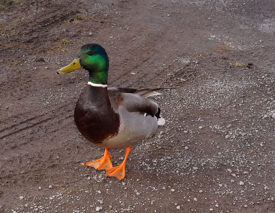 duck, drake, duck bird, curious, waiting, tame, mallard Duck HD wallpaper
