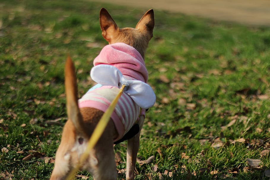 tilt shift lens photography of tan short coated small breed dog wearing pink dress standing on green grass field HD wallpaper