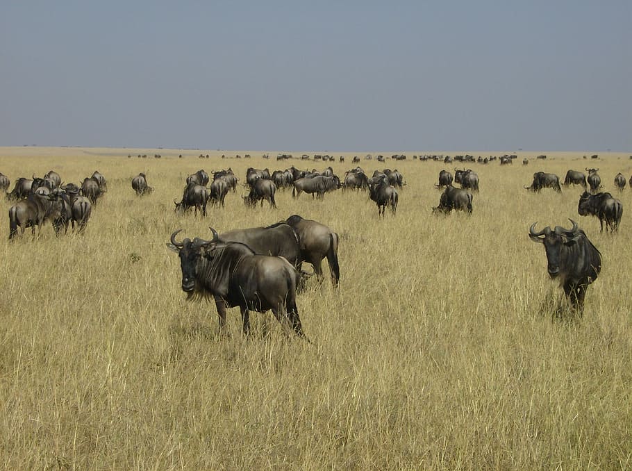Africa, Kenya, Gnu, animals in the wild, animal wildlife, wildebeest, HD wallpaper