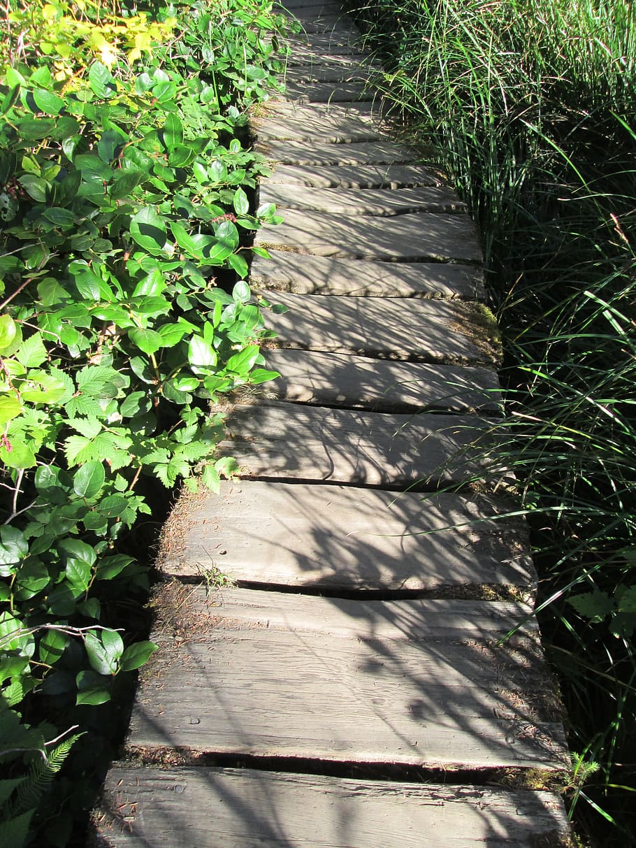 path, nature, forest, natural, park, outdoor, walk, wood, pathway HD wallpaper
