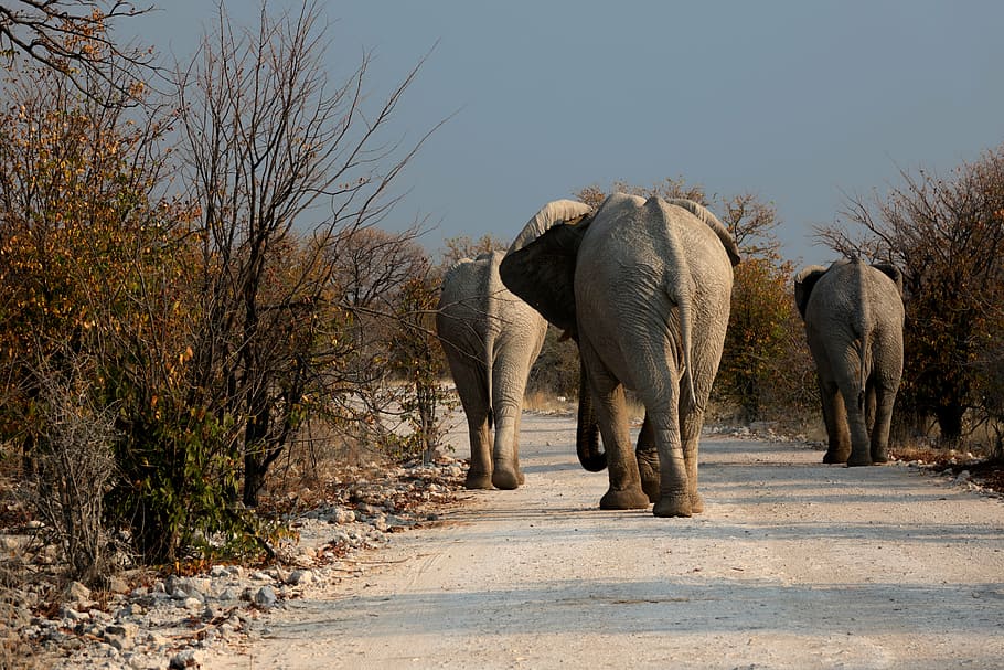 three elephant walking outside, botswana, wilderness, road HD wallpaper