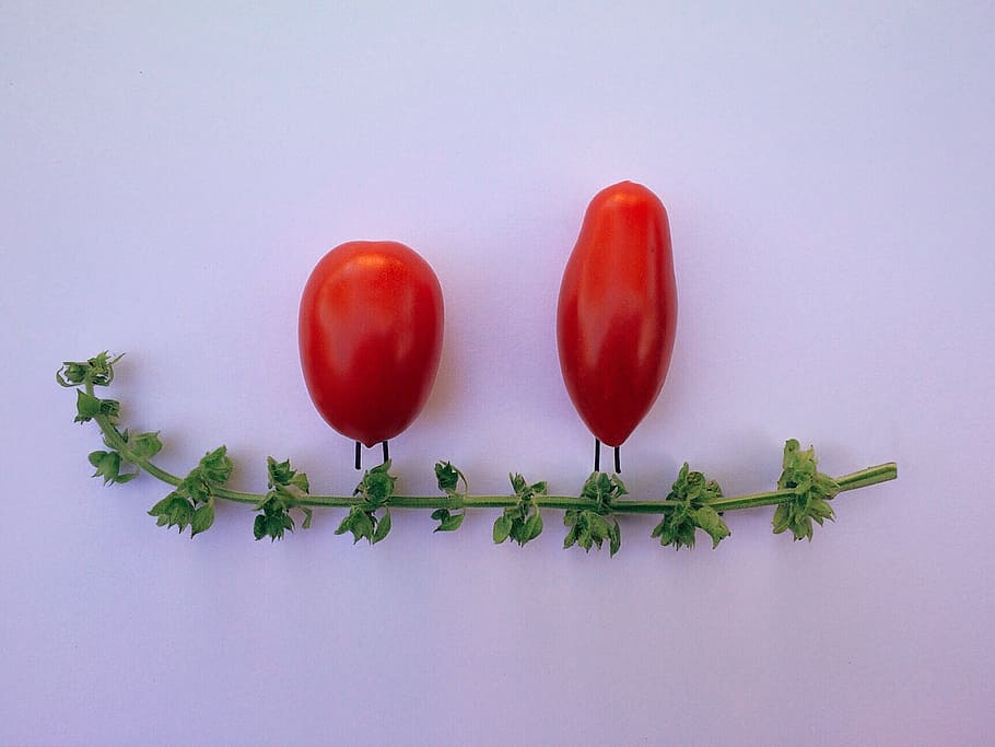 two red tomatoes, basil, vegetable, herb, food and drink, studio shot HD wallpaper