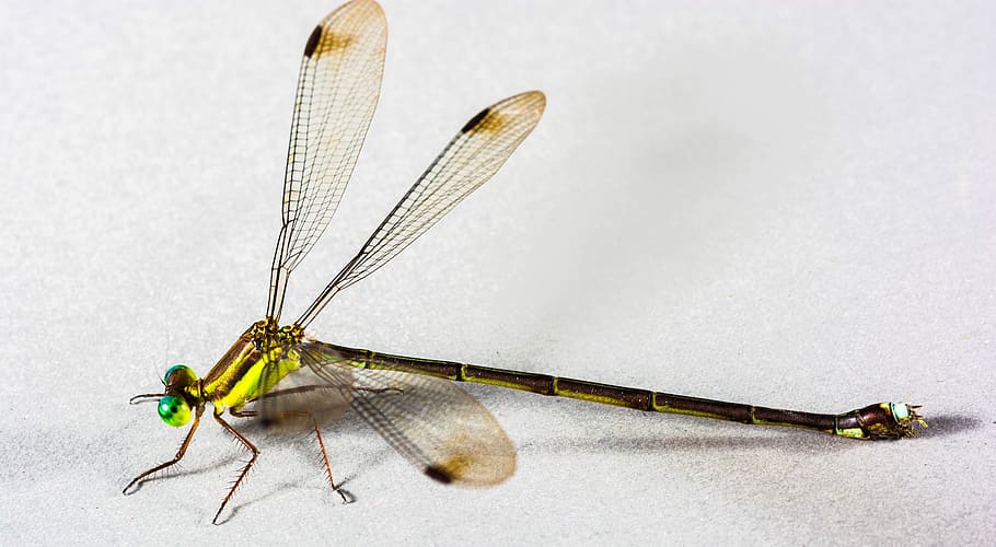 Dragonfly, Insect, Close, one animal, animal themes, animals in the wild HD wallpaper