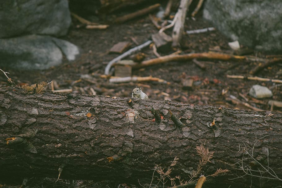 squirrel on tree trunk, gray squirrel on brown tree trunk, log HD wallpaper