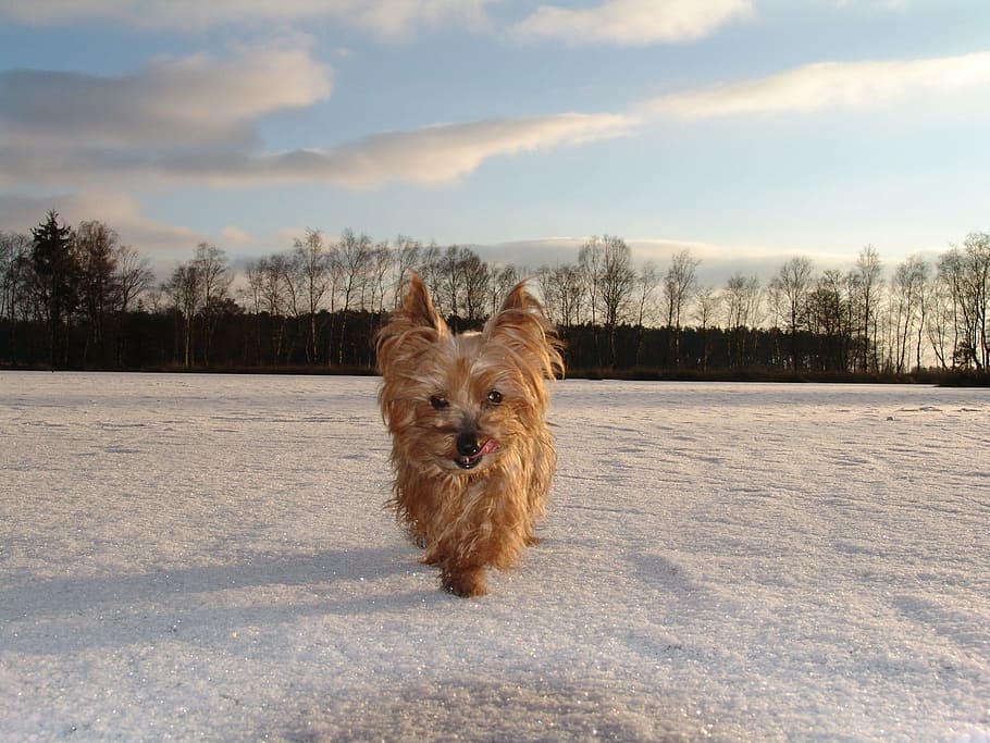Yorkshire, Terrier, Dog, Run, Animals, race, pets, outdoors HD wallpaper