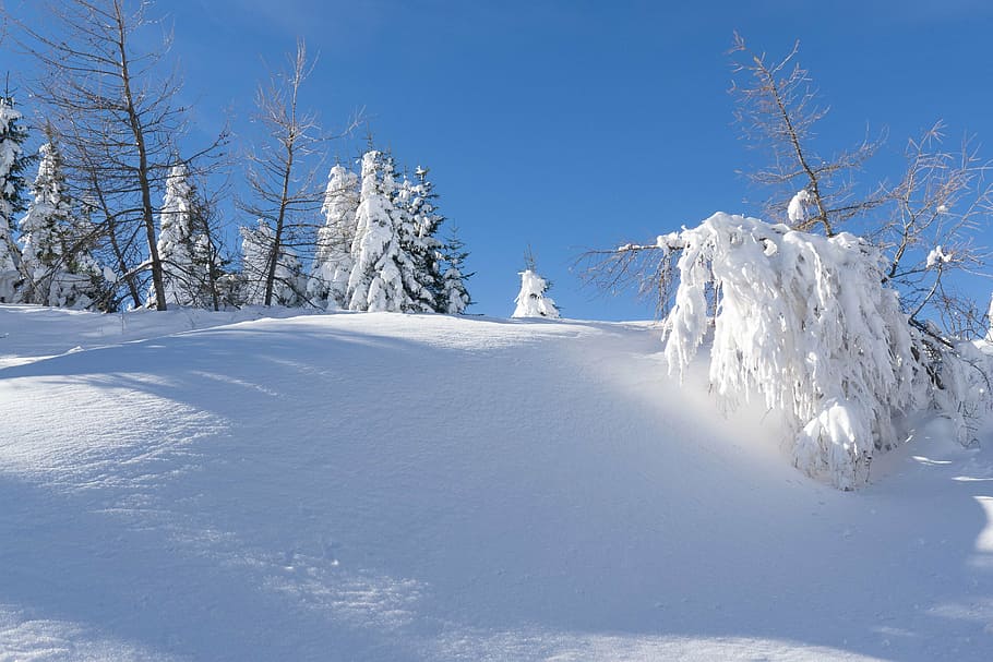 wintry, snow, christmas, december, snowy forest, winter, nature HD wallpaper