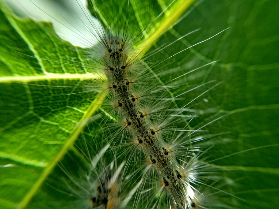 nature, green, bug, animal, invertebrate, insect, green color HD wallpaper