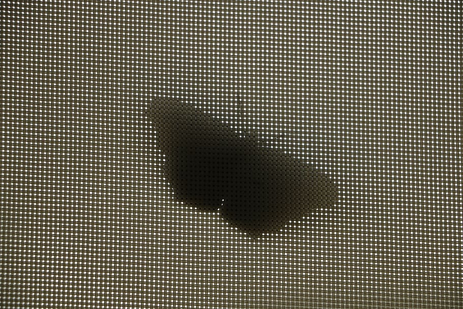 butterfly, silhouette, shadow, insect, wings, shape, no people HD wallpaper