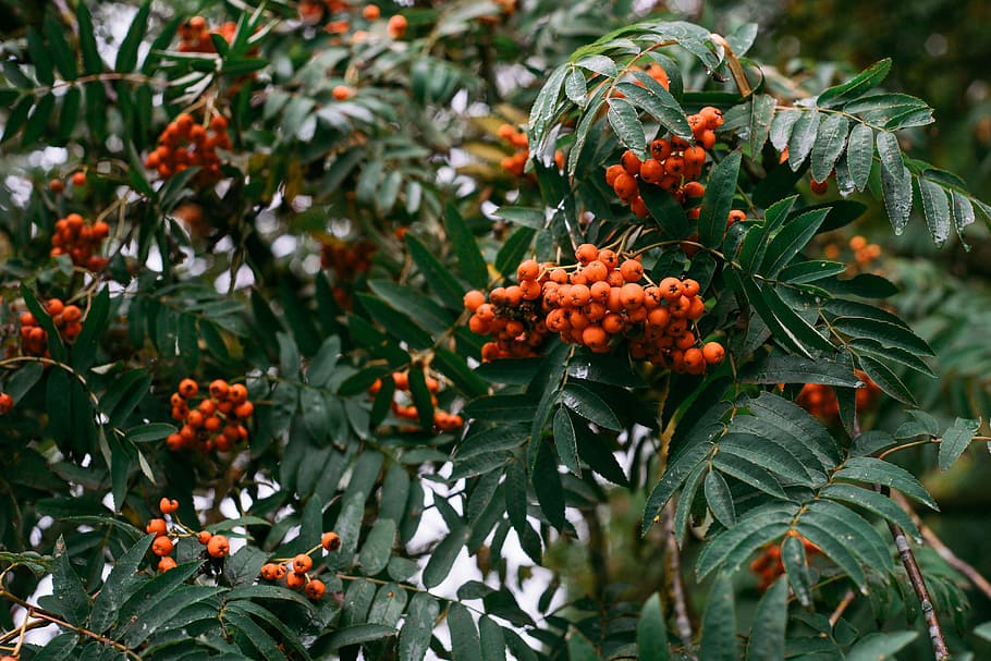 Rowan berry, nature, green Color, red, close-up, plant, christmas HD wallpaper