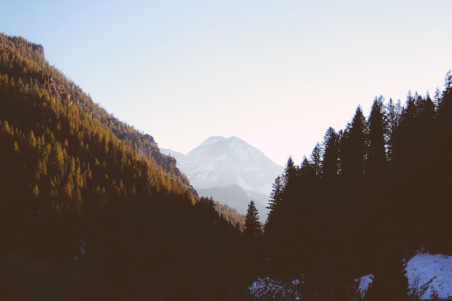 silhouette of pine trees, green, forest, near, mountain, blue HD wallpaper