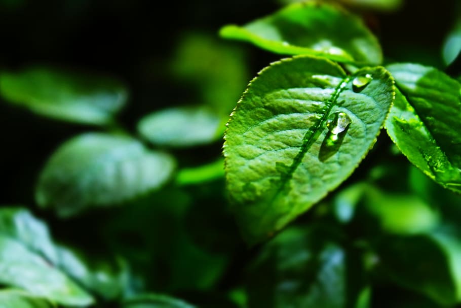 nature, plant, leaf, dew, close-up, droplets, environment, green HD wallpaper