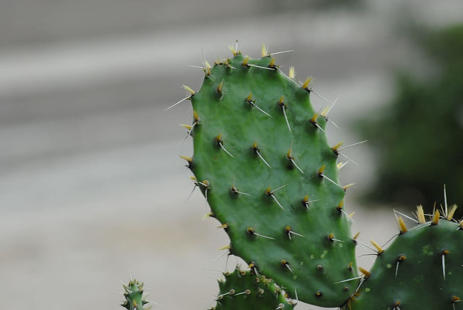 cactus, thorns, succulent plant, spiked, sharp, prickly pear cactus HD wallpaper
