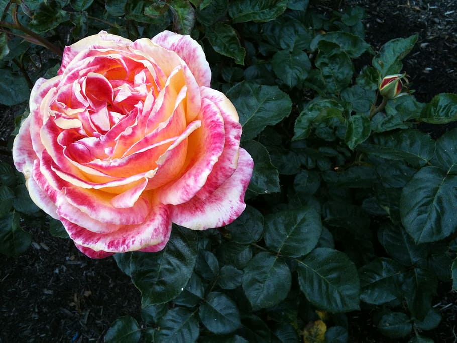 rose, pink, flower, bloom, nature, garden, bouquet, petal, petals, HD wallpaper