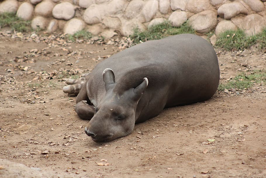 tapir, jungle, zoo, animal themes, animal wildlife, mammal HD wallpaper