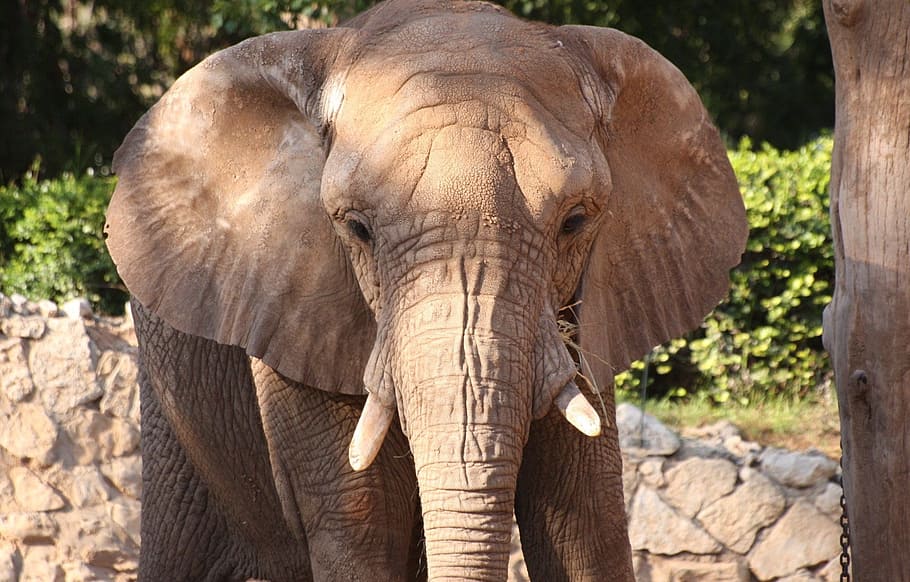 elephants, grey, black, head, face, portrait, largest, animals HD wallpaper