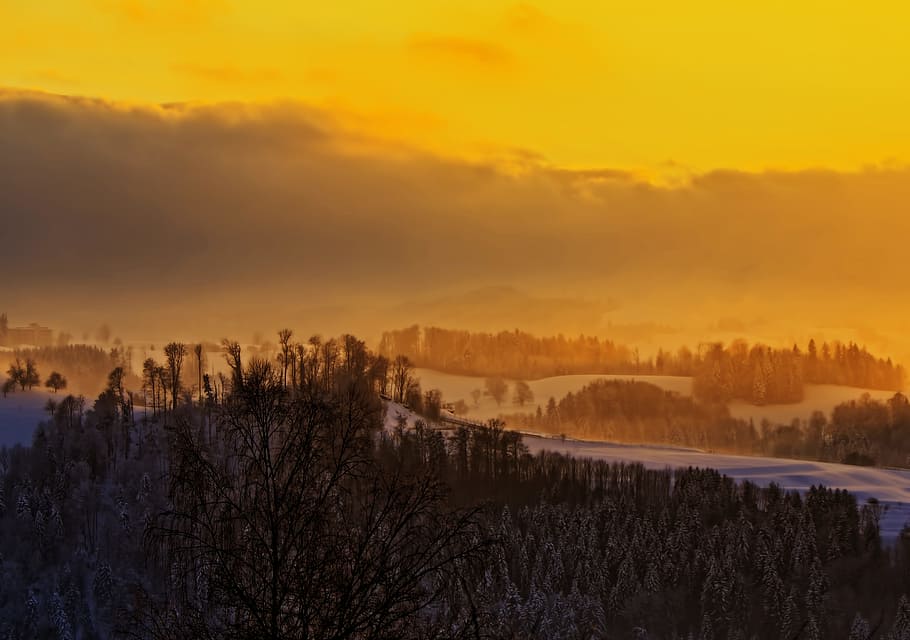 black and brown trees during sunset, aerial photography of trees during sunset HD wallpaper