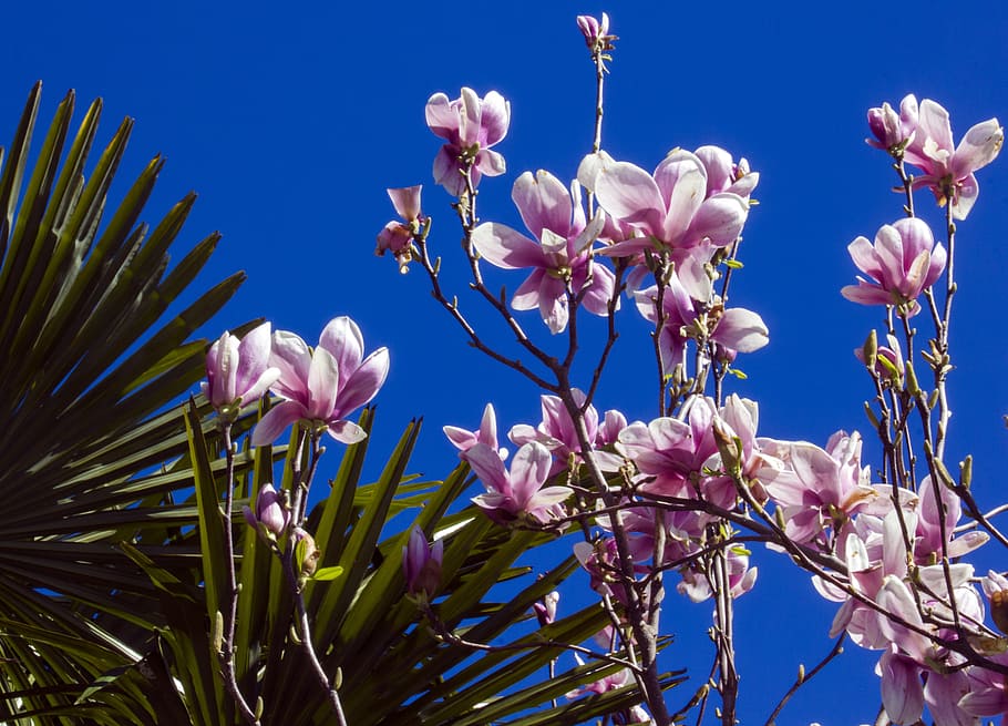 Magnolia, Spring, Bloom, Nature, Flowers, blue, sky, color HD wallpaper