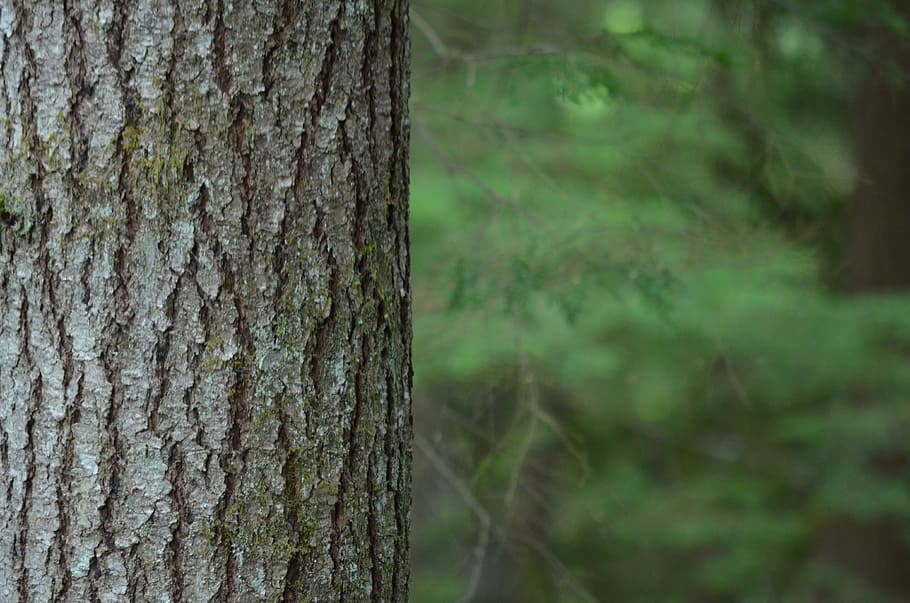 bark, tree, forest, nature, rough, trunk, surface, tree trunk HD wallpaper