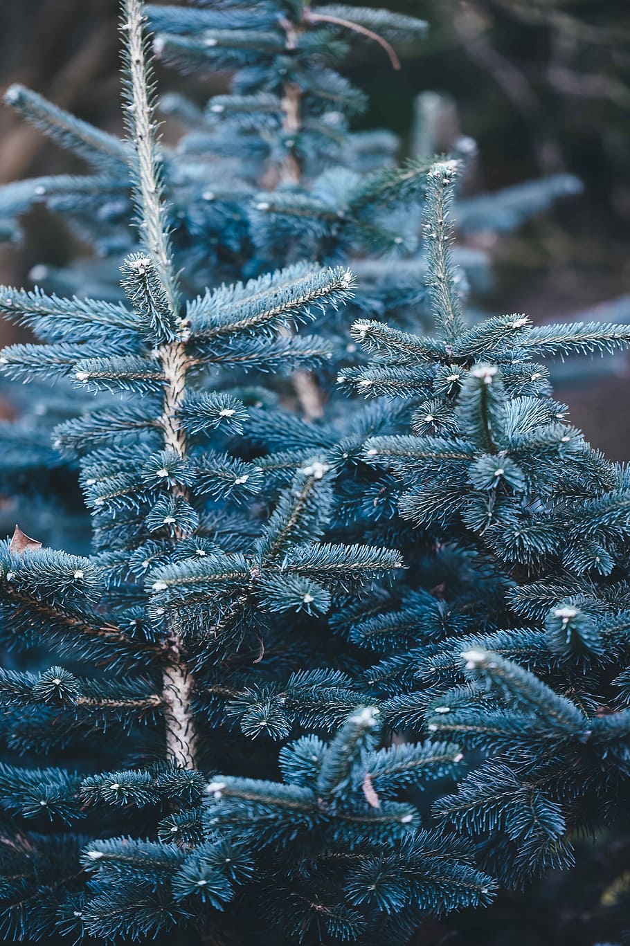 shallow focus photography of blue pine tree, closeup photo of green leafed plant, HD wallpaper