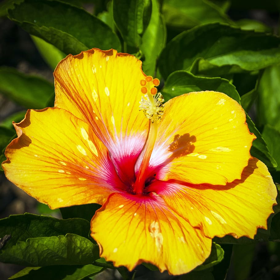 HD wallpaper: hibiscus, yellow hibiscus, floral, yellow floral